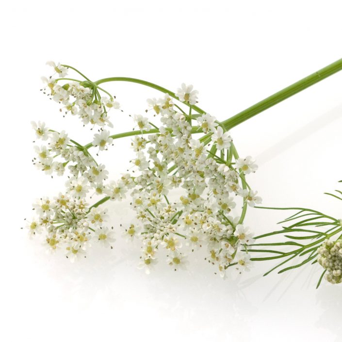 Golisan_kreuzkuemmel_Flasche_Etikett_newdesign_packshot